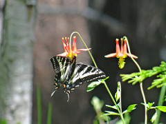 Pollinator: Butterfly 