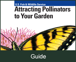 Attracting Pollinators to your garden